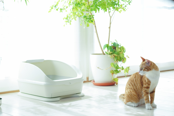 猫の健康管理ができるIoTトイレ「トレッタ」